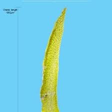 Attēlu rezultāti vaicājumam “Aulacomnium androgynum”