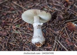 Attēlu rezultāti vaicājumam “Amanita excelsa”