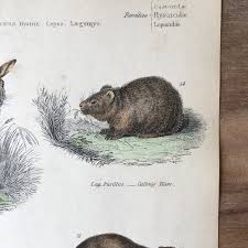 Attēlu rezultāti vaicājumam “Leporida”