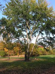 Attēlu rezultāti vaicājumam “Populus alba”