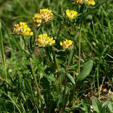 Image result for Anthyllis vulneraria rubra