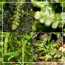 Attēlu rezultāti vaicājumam “Jungermanniopsida”