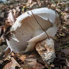 Attēlu rezultāti vaicājumam “Tricholoma sp.”