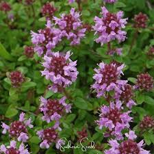 Attēlu rezultāti vaicājumam “Thymus pulegioides fruit”