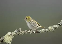 Attēlu rezultāti vaicājumam “Carduelis spinus female”