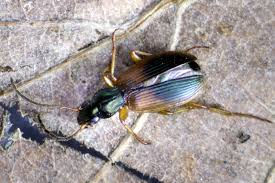 Attēlu rezultāti vaicājumam “Anchomenus dorsalis”