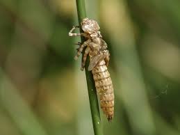 Attēlu rezultāti vaicājumam “exuvia”