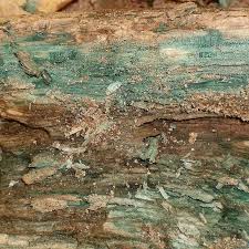 Attēlu rezultāti vaicājumam “Chlorociboria aeruginascens”