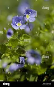 Attēlu rezultāti vaicājumam “Veronica filiformis flower”