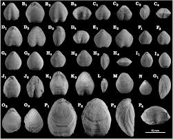 Attēlu rezultāti vaicājumam “Reticularia lobata young”