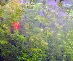 Attēlu rezultāti vaicājumam “Ceratophyllum demersum”