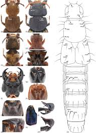 Attēlu rezultāti vaicājumam “Scaphisoma sp.”