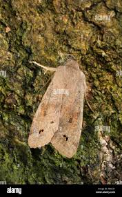 Attēlu rezultāti vaicājumam “Orthosia munda”