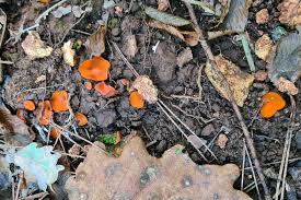 Attēlu rezultāti vaicājumam “Melastiza chateri”