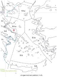 Attēlu rezultāti vaicājumam “Leiocolea collaris”