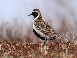 Attēlu rezultāti vaicājumam “Pluvialis apricaria”