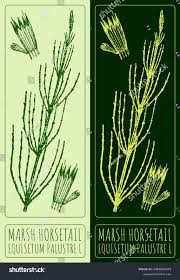 Attēlu rezultāti vaicājumam “Equisetum palustre”