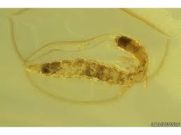 Attēlu rezultāti vaicājumam “Raphidioptera larva”