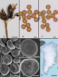 Attēlu rezultāti vaicājumam “Sphacelotheca hydropiperis”