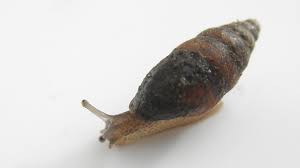 Attēlu rezultāti vaicājumam “Ena obscura”