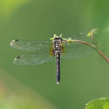 Attēlu rezultāti vaicājumam “Leucorrhinia albifrons female”