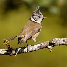 Attēlu rezultāti vaicājumam “Lophophanes cristatus”