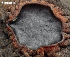 Attēlu rezultāti vaicājumam “Sarcosoma globosum”