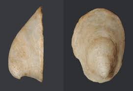 Attēlu rezultāti vaicājumam “Ancylus fluviatilis”