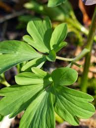 Attēlu rezultāti vaicājumam “Corydalis cava leaf”