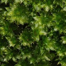 Attēlu rezultāti vaicājumam “Bryum pallens”