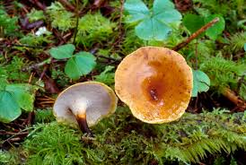 Attēlu rezultāti vaicājumam “Polyporus”