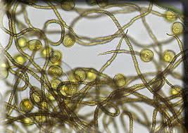 Attēlu rezultāti vaicājumam “Trichia contorta”