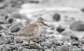 Attēlu rezultāti vaicājumam “Calidris alba adult”