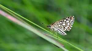 Attēlu rezultāti vaicājumam “Heteropterus morpheus underside”