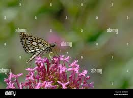 Attēlu rezultāti vaicājumam “Heteropterus morpheus upperside”