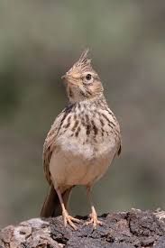 Image result for Galerida cristata