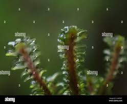 Attēlu rezultāti vaicājumam “Scapania mucronata macro”