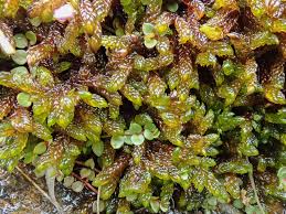 Attēlu rezultāti vaicājumam “Scorpidium revolvens”