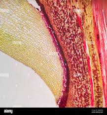 Attēlu rezultāti vaicājumam “Nardia scalaris cells”