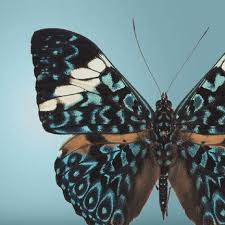 Attēlu rezultāti vaicājumam “Chaenotheca chlorella”