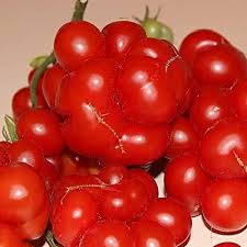 Afbeeldingsresultaat voor voyage tomato