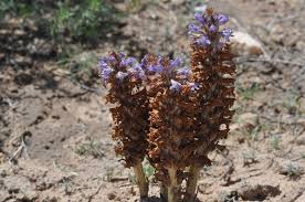 Attēlu rezultāti vaicājumam “Orobanche coerulescens flower”