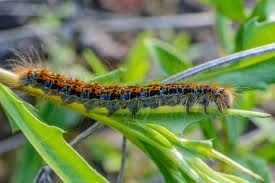 Attēlu rezultāti vaicājumam “Malacosoma castrensis larva”