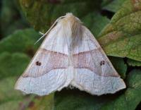 Attēlu rezultāti vaicājumam “Crocallis elinguaria”