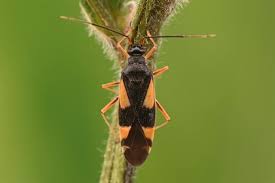 Attēlu rezultāti vaicājumam “Dryophilocoris flavoquadrimaculatus”