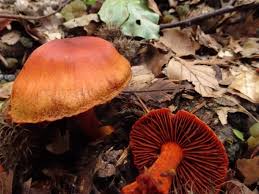 Attēlu rezultāti vaicājumam “Cortinarius sanguineus”