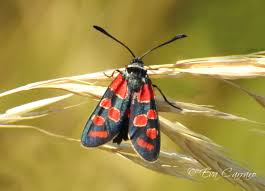 Attēlu rezultāti vaicājumam “Zygaenidae”