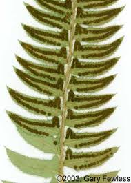 Attēlu rezultāti vaicājumam “Polystichum lonchitis”