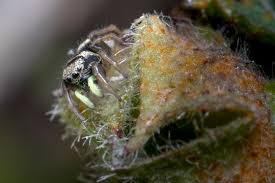 Attēlu rezultāti vaicājumam “Heliophanus sp.”