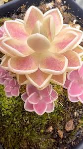 Attēlu rezultāti vaicājumam “Pinguicula alpina flower”